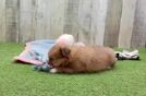 Best Shih Pom Baby