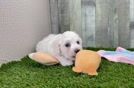 Friendly Bichon Frise Purebred Pup