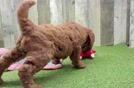 Meet Keegan - our Mini Goldendoodle Puppy Video