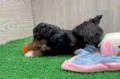 Meet Olympia - our Mini Aussiedoodle Puppy Video
