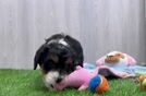 Funny Mini Bernedoodle Poodle Mix Pup