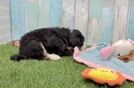 Small Mini Bernedoodle Baby