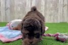Energetic Shihpoo Poodle Mix Puppy