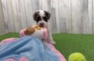 Cockapoo Puppy for Adoption