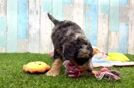 Mini Bernedoodle Puppy for Adoption
