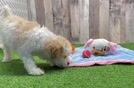 Poodle Puppy for Adoption