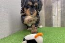 Friendly Mini Bernedoodle Baby