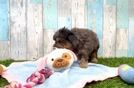 Poochon Pup Being Cute