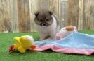 Meet Godiva - our Pomeranian Puppy Video
