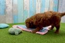 Sweet Mini Goldendoodle Baby