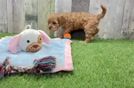 Petite Cavapoo Poodle Mix Pup