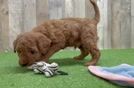 Mini Goldendoodle Puppy for Adoption