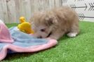 Playful Havadoodle Poodle Mix Puppy