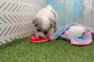 Best Havapoo Baby