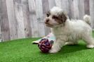 Havapoo Puppy for Adoption