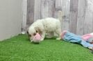 Happy Cockapoo Baby