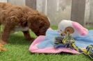Meet Gabe - our Cavapoo Puppy Video
