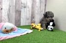 Playful Bichpoo Poodle Mix Puppy