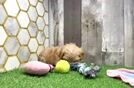 Maltipoo Puppy for Adoption