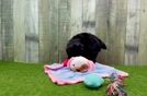 Meet Vogue - our Mini Aussiedoodle Puppy Video