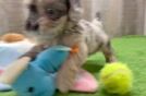 Shih Poo Puppy for Adoption