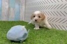 Cavapoo Puppy for Adoption