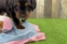 Energetic Mini Bernesedoodle Poodle Mix Puppy