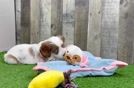 Cavapoo Pup Being Cute