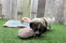 Meet Gatsby - our Teddy Bear Puppy Video  - Pilesgrove Pups Funny Teddy Bear Designer Pup