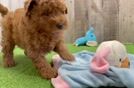 Fluffy Mini Goldendoodle Poodle Mix Pup