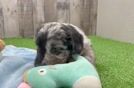 Mini Aussiedoodle Puppy for Adoption