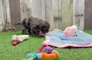 Funny Cavapoo Poodle Mix Pup