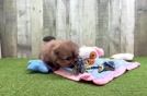 Meet Gwyneth - our Shih Pom Puppy Video