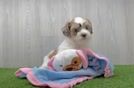 Petite Shih Poo Poodle Mix Pup