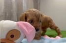 Cavapoo Pup Being Cute