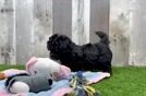 Petite Maltipoo Poodle Mix Pup