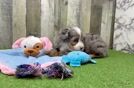 Best Mini Bernedoodle Baby