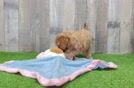 Cavapoo Pup Being Cute