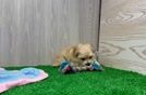 Meet Pooka - our Maltipoo Puppy Video