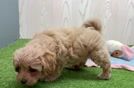 Fluffy Maltipoo Poodle Mix Pup