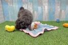 Energetic Golden Doodle Poodle Mix Puppy