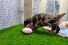Cocker Spaniel Puppy for Adoption