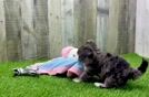 Funny Maltipoo Poodle Mix Pup