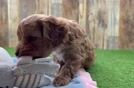 Cavapoo Pup Being Cute