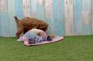 Cute Cavapoo Baby