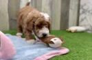 Hypoallergenic Mini Goldiepoo Poodle Mix Puppy