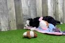 Meet Zo - our Mini Bernedoodle Puppy Video