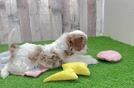 Energetic Cavoodle Poodle Mix Puppy