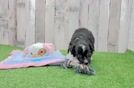 Adorable Aussiepoo Poodle Mix Puppy