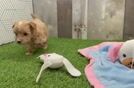 Meet Caesar - our Maltipoo Puppy Video